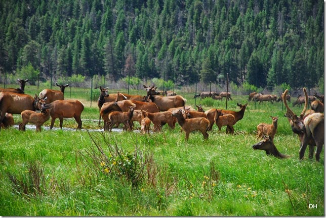 06-22-14 A RMNP Moraine Park (77)