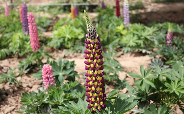 Lupine Flowers Pictures