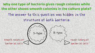why one type of bacteria gives rough colonies while the other shows smooth colonies in the culture plate.