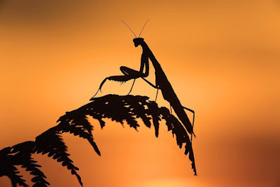 Praying mantis, insect photography