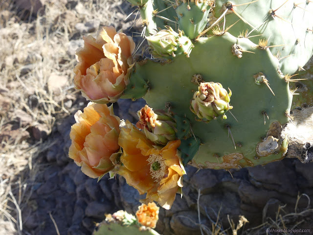 14: orange flowers on a prickly pear