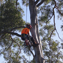 Tree lopping Service