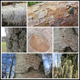 textures of tree bark