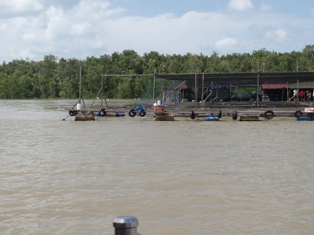 kukup kelong fish farm