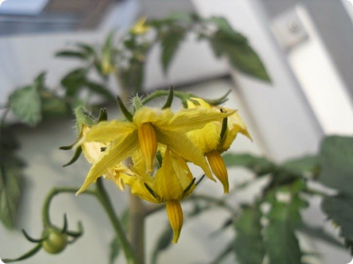 Tomatplanten fra Anja
