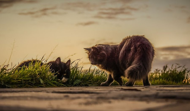 cats