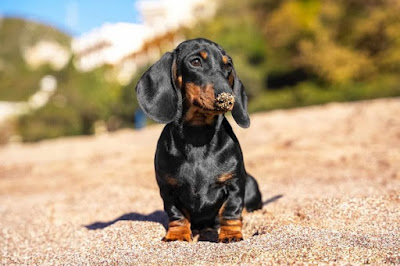 Dachshund Puppies For Sale Near Me 2022