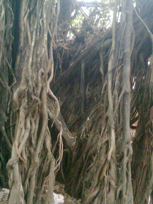 OLD BANYAN TREE AT KANHANGAD