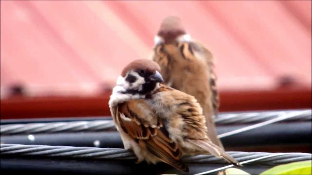 Bird Grooming