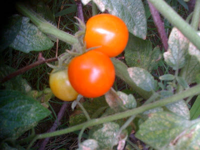 Growing organic tomatoes in the garden