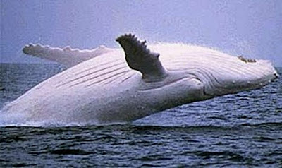 Whales are marine mammals which include the blue whale