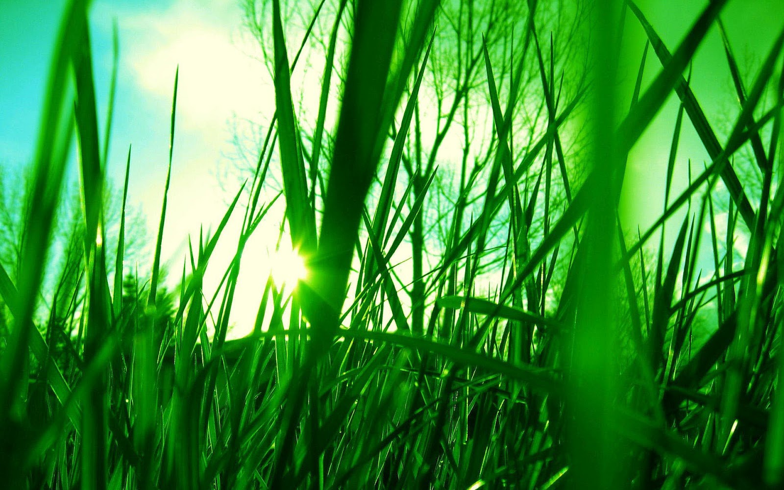 Gras Achtergronden  HD Wallpapers