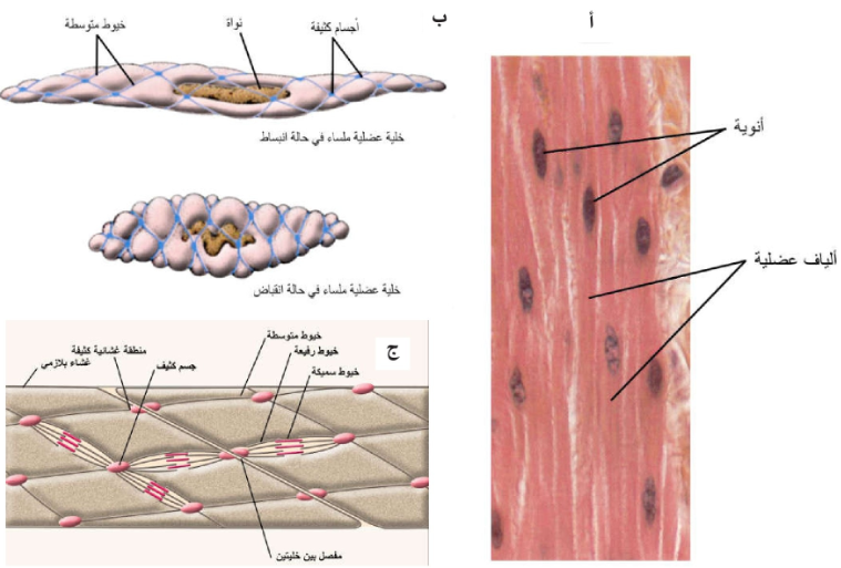 العضلات الملساء Smooth Muscle