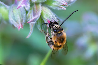 abeja-longicorne-eucera-longicornis-