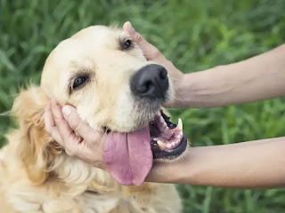 Cinco señales de que tu perro te quiere