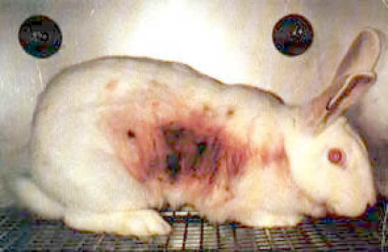 Pro Animal Testing Facts. greatly as animal testing