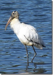 Woodstork at Huntington Beach