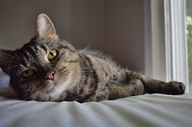 cat lounging bed tabby