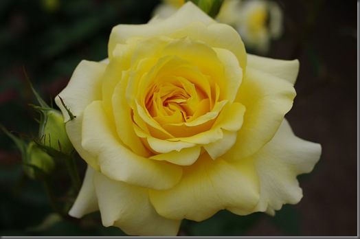 IMGP4166