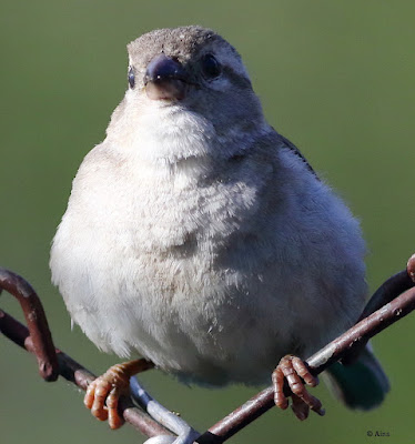 House Sparrow - 20 March sparrow day