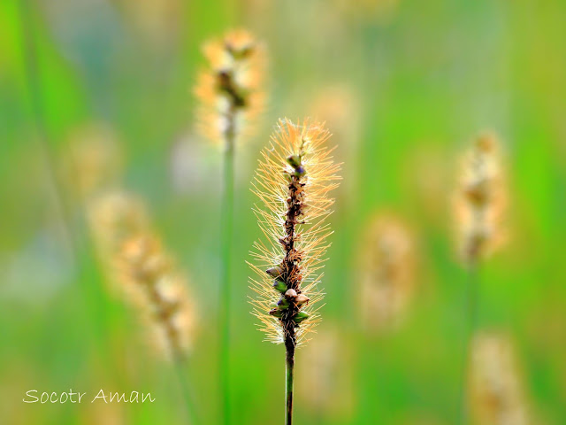 Setaria viridis