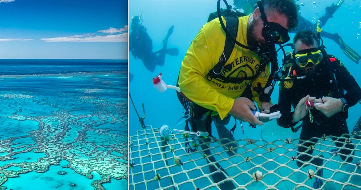 While Tourists Are Gone, Australian Scuba Tour Companies Are Planting Great Barrier Reef - The World's Largest Coral Reef System