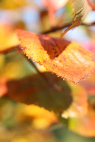 leaves autumn colours photos 
