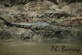 Paysages Mexique Chiapas Yaxchilan Usumacinta Crocodile blog photos voyage