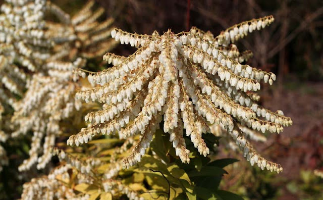 Pieris Japonica Flowers