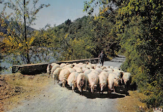 pays basque autrefois animaux brebis berger