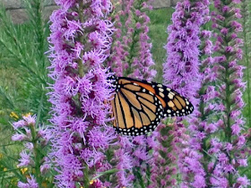 monarch butterfly not laying eggs on blazing star