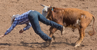 cowboy misses tackling the cow in Cave Creek