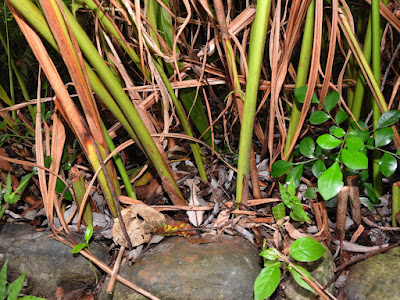 Stems of False Cardomom Ginger