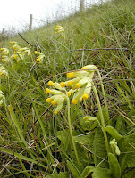 Cowslip Primula veris.  Indre et Loire, France. Photographed by Susan Walter. Tour the Loire Valley with a classic car and a private guide.