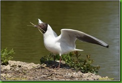 Slimbridge WWT - May