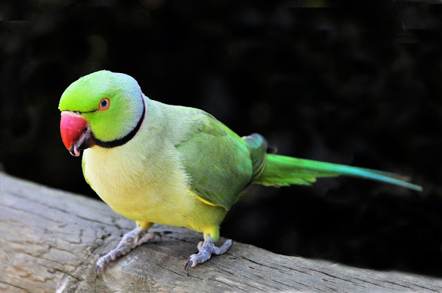 The 101 on Pet Bird Health: How to Tell if Your Bird is Sick and How to Care for Them