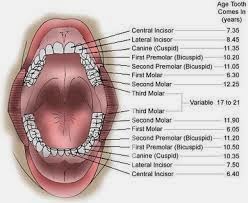 http://penjualanobatherbalalami.blogspot.com/2014/04/informasi-macam-macam-penyakit-gigi.html