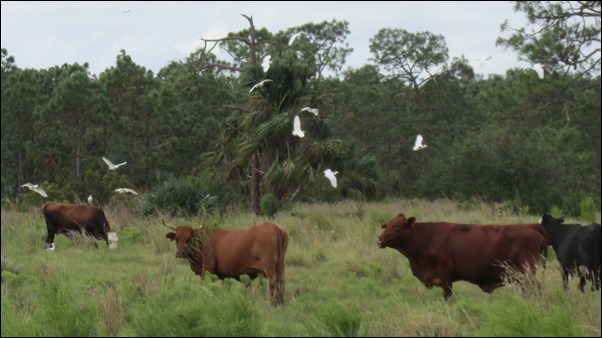 Cattle Egret Bird (3)