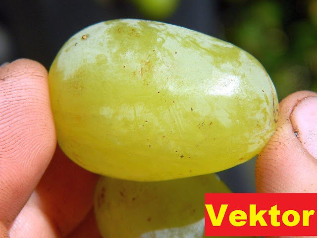 Anggur Vektor, tabulampot, anggur merah, buah anggur, pohon anggur, budidaya anggur, tanaman anggur, buah anggur merah, bibit anggur, gambar anggur, bibit tanaman, jual bibit tanaman, bibit buah, bibit anggur