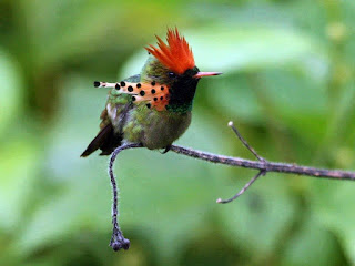 A foto em fundo verde desfocado mostra um Beija-flor-de-leque-canela (Lophornis ornatos), pousado próximo à extremidade de um galho fino, felpudo e bem curvado, onde na ponta voltada para baixo, há três pequeninos botões por abrir. A ave tem a plumagem fina e delicada, no alto da cabeça: marrom-esverdeado, coberto pelo vermelho de penas pontudas em forma de leque; olho pequeno, redondo e preto; bico fino e comprido; no fronte e garganta: em degradée do verde escuro ao verde-abacate brilhante; no peito e corpo: verde claro-escuro misturado com cinza e vermelho-claro; nas laterais do pescoço há penas compridas que adornam e destacam-se pelos tons avermelhados, e nas extremidades são finalizadas em pontos enegrecidos; a cauda é longa em marrom-pálido e as garras pretas.