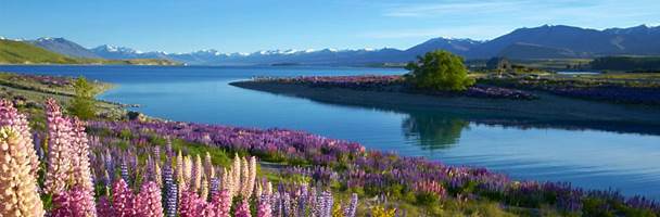 Lupins at Lake Tekapo, New Zealand