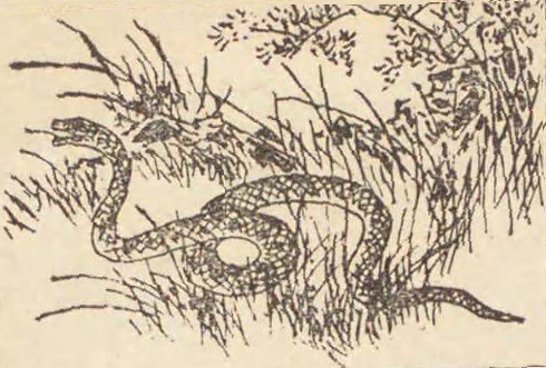 蛇の挿絵