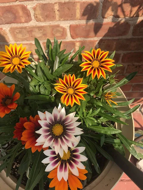 ZuniReds Jardin