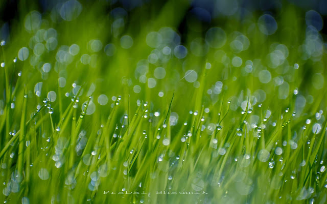 This is a photograph of dew drop on grass