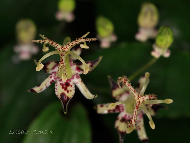 Tricyrtis macropoda