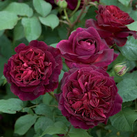 Розы Дэвида Остина, остинки, David Austin Roses