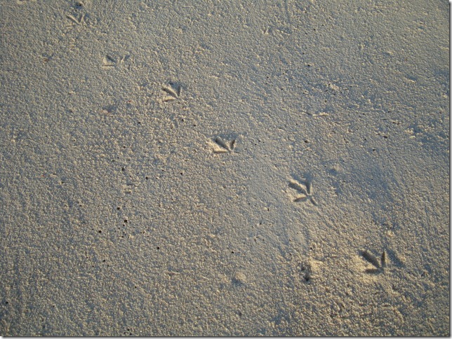 DSC03475