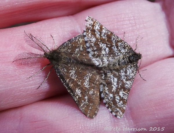 5-Common-Heath