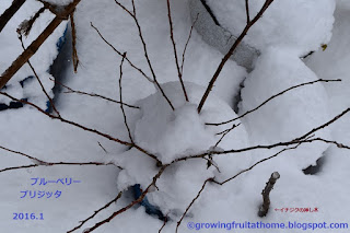 冬の鉢植えブルーベリー　ブリジッタ