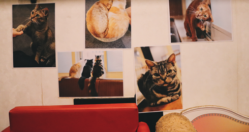 Tokyo Cat Cafe Japan